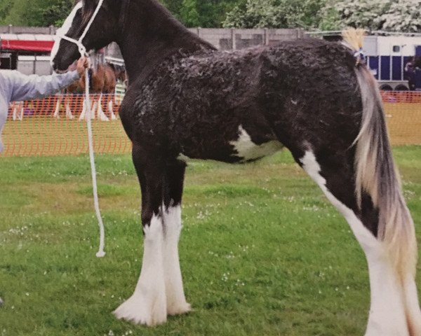 broodmare Singlie Ola (Clydesdale, 2014, from Singlie Garff Sovereign)