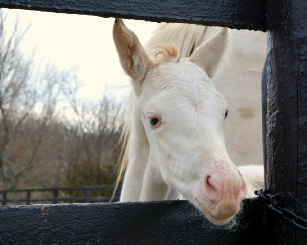 horse Stute von Revolutionary xx (Thoroughbred, 2017, from Revolutionary xx)