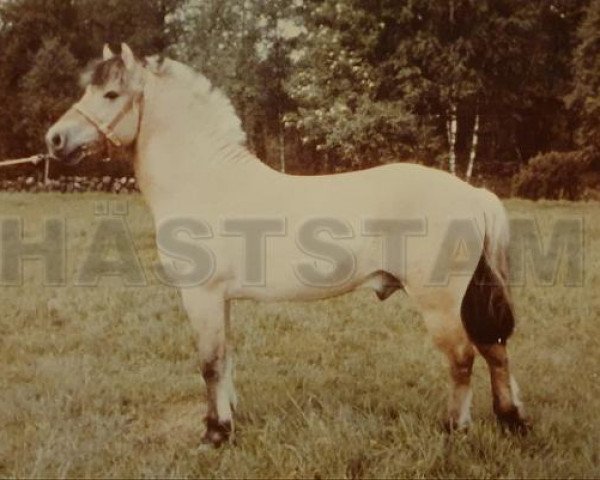 stallion Conrad (Fjord Horse, 1957, from Harald Nordfjord)