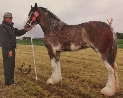 broodmare Mollinhillhead Donna's Dream (Clydesdale, 2013, from Mollinhillhead Celebrity)