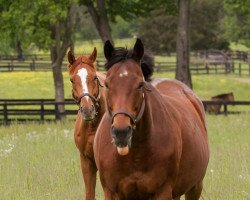 horse Successful Dan xx (Thoroughbred, 2006, from Successful Appeal xx)