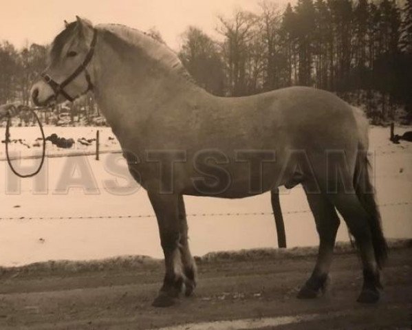 stallion Kent 44 SWE (Fjord Horse, 1968, from Conrad)