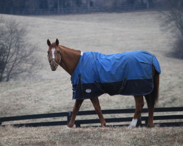 Pferd Wise Dan xx (Englisches Vollblut, 2007, von Wiseman´s Ferry xx)