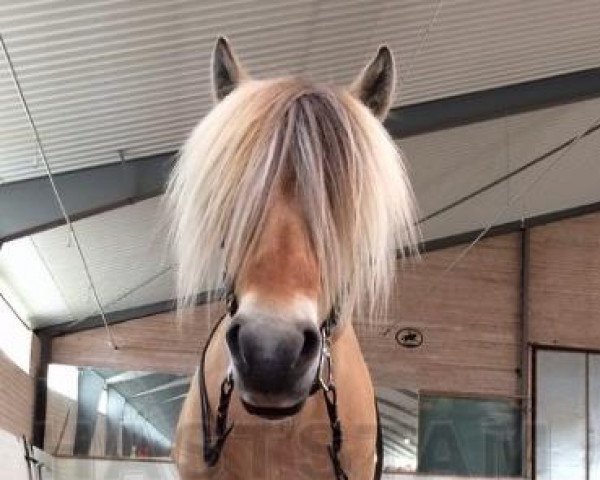 stallion Findus (Fjord Horse, 2003, from Furubäcks Io)