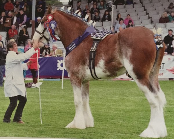 Deckhengst Doura Master Eddie (Clydesdale, 2012, von Glebeview Sir Charles)