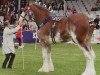 Deckhengst Doura Master Eddie (Clydesdale, 2012, von Glebeview Sir Charles)