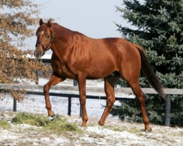 stallion Wiseman´s Ferry xx (Thoroughbred, 1999, from Hennessy xx)