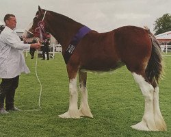 broodmare Collessie Jennifer (Clydesdale, 2014, from Brelee Majestic Finnigan)