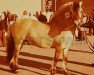 stallion Enok N.1610 (Fjord Horse, 1958, from Rein Gust N.1184)