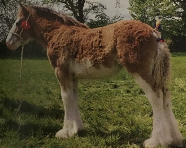 Zuchtstute Boat Lady Victoria (Clydesdale, 2015, von Dillars Top Gun)