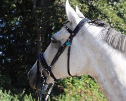 dressage horse Kalina 46 (Polish Warmblood, 2010, from Hipodrom)