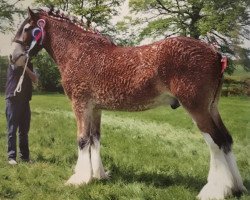 horse Auchengree Jake (Clydesdale, 2010, from Woodhouse Lucky Strike)