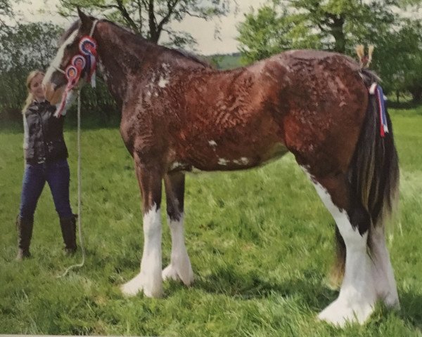 broodmare Boat Lady Annabelle (Clydesdale, 2013, from Dillars Ideal)