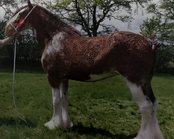 Zuchtstute Cloghan Lady Sabrina (Clydesdale, 2008, von Doura High Spirit)