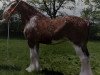 Zuchtstute Cloghan Lady Sabrina (Clydesdale, 2008, von Doura High Spirit)