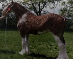 broodmare Cloghan Lady Sabrina (Clydesdale, 2008, from Doura High Spirit)