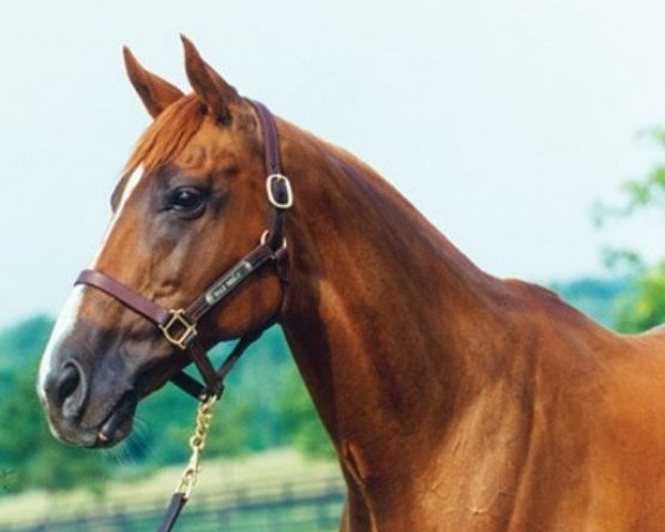 broodmare Elle Seule xx (Thoroughbred, 1983, from Exclusive Native xx)