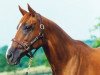 broodmare Elle Seule xx (Thoroughbred, 1983, from Exclusive Native xx)