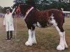 Zuchtstute Parcelstown Belinda (Clydesdale, 1988, von Doura Expectation)