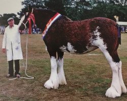 Zuchtstute Parcelstown Belinda (Clydesdale, 1988, von Doura Expectation)