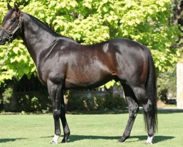 stallion Bianconi xx (Thoroughbred, 1995, from Danzig xx)