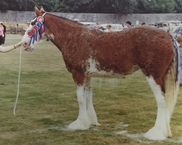 broodmare Thorn Leading Lady (Clydesdale, 1994, from Brockloch Designer)