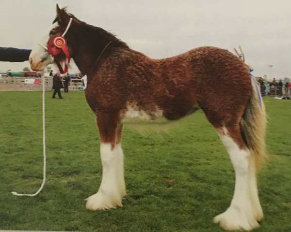 Zuchtstute Macfin Sweet Melody (Clydesdale, 2014, von Glebeview Sir Charles)