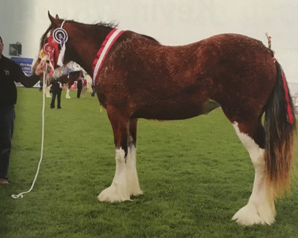 Zuchtstute Kilmaclasser Bonnie Lily (Clydesdale, 2013, von Cloondaff Setanta)