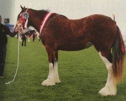 broodmare Kilmaclasser Bonnie Lily (Clydesdale, 2013, from Cloondaff Setanta)