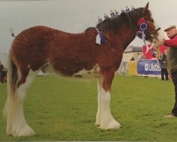 stallion Bratlach Corrig Clyde (Clydesdale, 2013, from Bratlach Ballintoy)