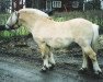 stallion Lysluggen (Fjord Horse, 1993, from Søgnar N.2513)