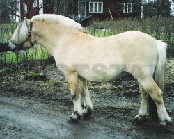 Deckhengst Lysluggen (Fjordpferd, 1993, von Søgnar N.2513)