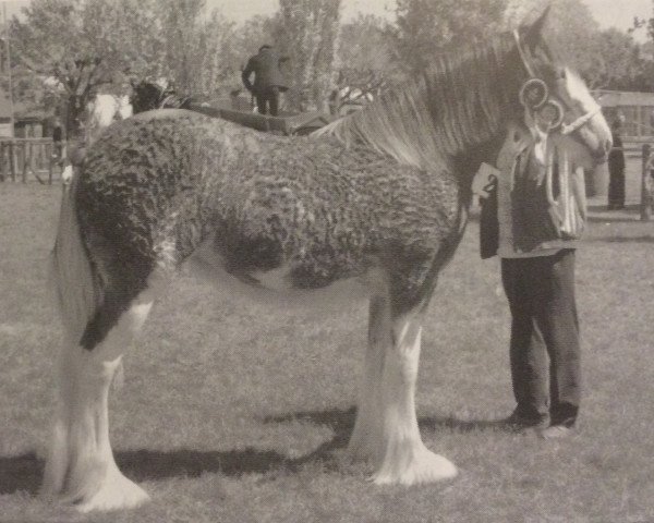 Zuchtstute Kirkhouse Amazing Grace (Clydesdale,  , von Brockloch Majestic)