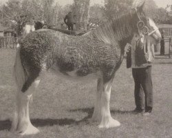 broodmare Kirkhouse Amazing Grace (Clydesdale,  , from Brockloch Majestic)