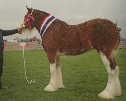 Zuchtstute Macfin Diamond Queen (Clydesdale, 2012, von Glebeview Sir Charles)