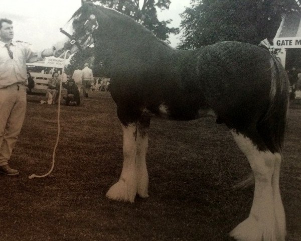 Deckhengst Greendykes Benjie (Clydesdale,  , von Doura Sir Charles)