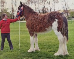 stallion Aird Ambition (Clydesdale, 2014, from Doura Kingmaker)