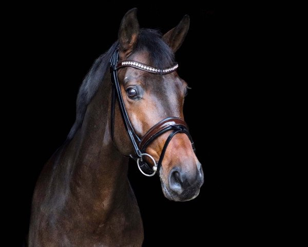 dressage horse Sir Leopold (Oldenburg, 2008, from Sir Donnerhall I)