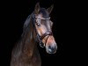 dressage horse Sir Leopold (Oldenburg, 2008, from Sir Donnerhall I)