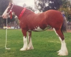 broodmare Valmont Liberty (Clydesdale, 2009, from Hillside Lorton Legend)