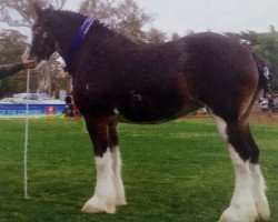 broodmare Valmont La Bella (Clydesdale, 2010, from Valmont Daktari)