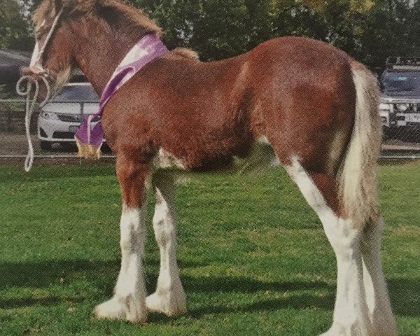 Deckhengst Valmont Cavalli (Clydesdale, 2014, von Valmont Daktari)