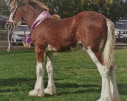 stallion Valmont Cavalli (Clydesdale, 2014, from Valmont Daktari)