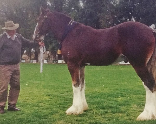 Deckhengst Valmont Cambridge (Clydesdale, 2013, von Valmont Daktari)