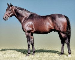 stallion Fort Wood xx (Thoroughbred, 1990, from Sadler's Wells xx)