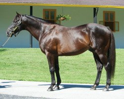 stallion Arch xx (Thoroughbred, 1995, from Kris S xx)