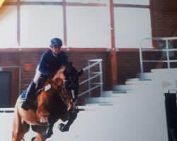 jumper Casano van't Gelutt Z (Zangersheide riding horse, 2014, from Casado van't Gelutt Z (ET))