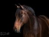 dressage horse Dakar M (Rhinelander, 2008, from De Libris)