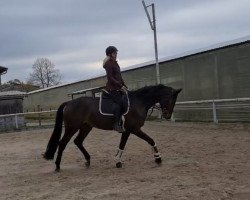 dressage horse Salt Lake 8 (Luxembourg horse, 2016, from San Amour I)