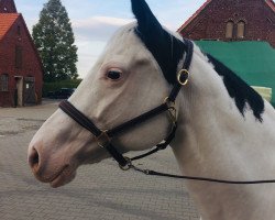 horse Blanca (Paint Horse, 2012, from TL Flashy Cats Lad)